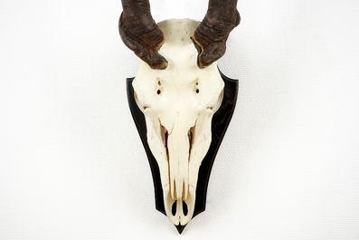 A horned skull of a common eland antelope, mounted on wood