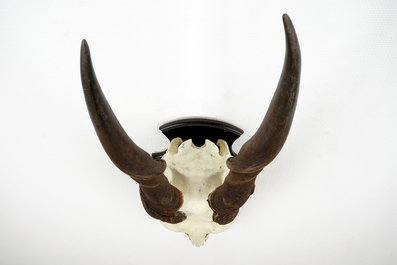 A horned skull of a common eland antelope, mounted on wood