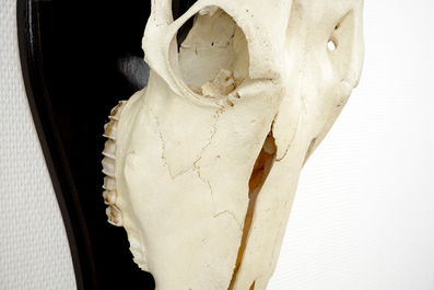 Een schedel met horens van een elandantilope, op hout gemonteerd