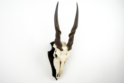 A horned skull of a common eland antelope, mounted on wood