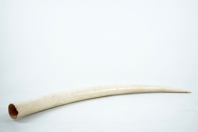 An unworked ivory tusk with CITES certificate, 20th C.