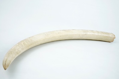 An unworked ivory tusk with CITES certificate, 20th C.