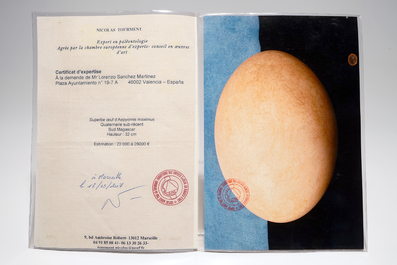 An intact elephant bird egg, Aepyornis maximus, Madagascar, 17th C. or before