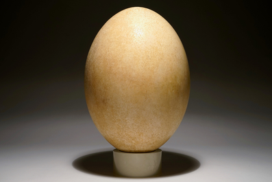 An intact elephant bird egg, Aepyornis maximus, Madagascar, 17th C. or before