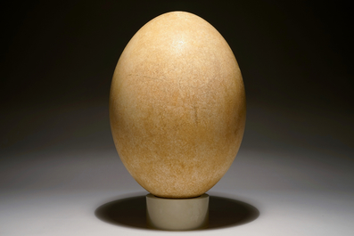 An intact elephant bird egg, Aepyornis maximus, Madagascar, 17th C. or before