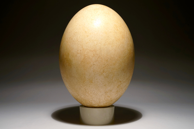 An intact elephant bird egg, Aepyornis maximus, Madagascar, 17th C. or before