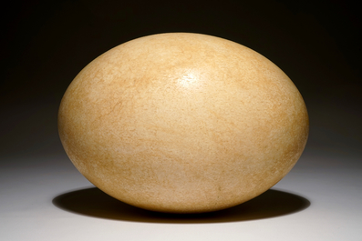 An intact elephant bird egg, Aepyornis maximus, Madagascar, 17th C. or before