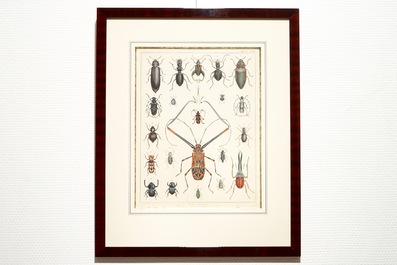 L&eacute;on Danchin (France, 1887-1939), lithography on paper, numb. 219/500, and another with beetles