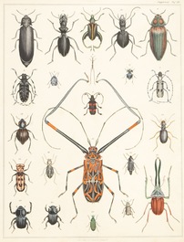 L&eacute;on Danchin (France, 1887-1939), lithographie sur papier, num. 219/500, on joint une litho aux scarab&eacute;es