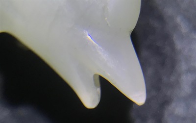 Une th&eacute;i&egrave;re 'dragon et ph&eacute;nix' en jade mont&eacute; d'argent, Chine, 19&egrave;me