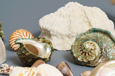 A collection of large sea shells and a white coral