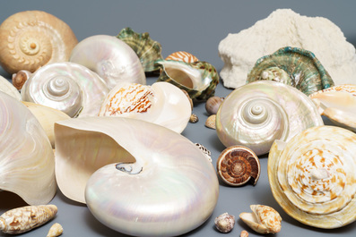 Een collectie mooie grote schelpen en een wit koraal