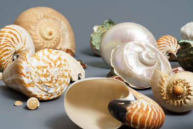 Een collectie mooie grote schelpen en een wit koraal
