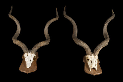 A pair of kudu hunting trophies, 20th C.