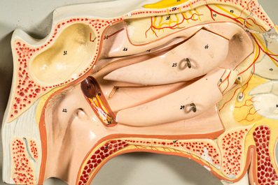 A varied collection of anatomical models, 20th C.