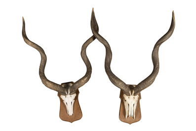 A pair of kudu hunting trophies, 20th C.