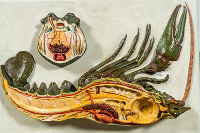 A varied collection of anatomical models, 20th C.