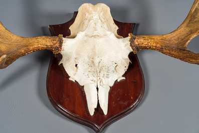 Two hunting trophies of a moose and a wildebeest, 20th C.