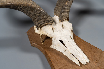 A pair of kudu hunting trophies, 20th C.