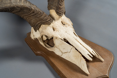 A pair of kudu hunting trophies, 20th C.