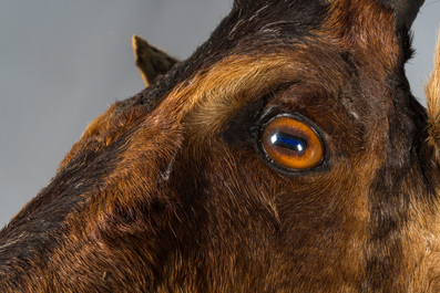 Un imposant troph&eacute;e de chasse d'un bubale, 20&egrave;me