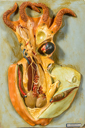 Een gevarieerde collectie anatomische modellen, 20e eeuw
