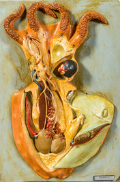 A varied collection of anatomical models, 20th C.