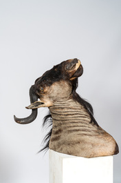An imposing hunting trophy of a wildebeest or gnu, 20th C.