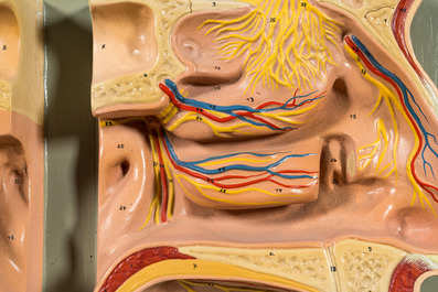 A varied collection of anatomical models, 20th C.