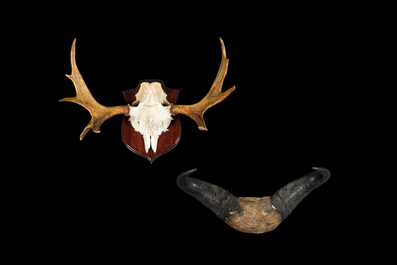 Two hunting trophies of a moose and a wildebeest, 20th C.