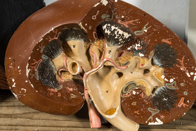 A varied collection of anatomical models, 20th C.