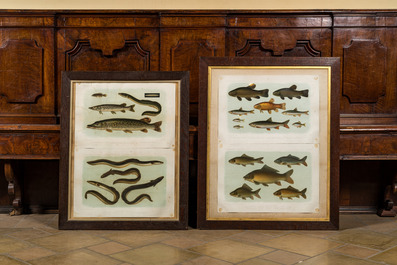 A collection of framed 'fish' lithographs in colours, Werner u. Winter, Frankfurt, 20th C.