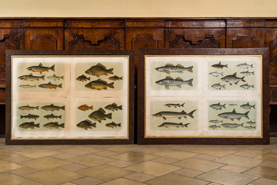 Une collection de lithographies en couleurs encadr&eacute;es &agrave; d&eacute;cor de poissons, Werner u. Winter, Francfort, 20&egrave;me