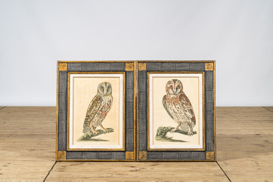 Three framed 'owl' colour engravings, 20th C.