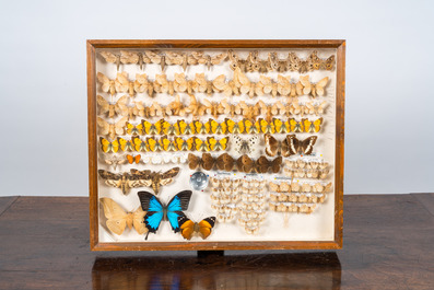 A collection of insects and butterflies mounted in wall display cases, 20th C.