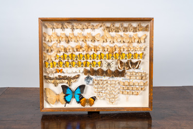 Une collection d'insectes et de papillons mont&eacute;s en vitrines murales, 20&egrave;me