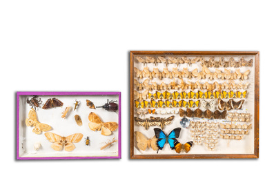 A collection of insects and butterflies mounted in wall display cases, 20th C.