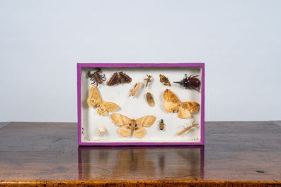 Une collection d'insectes et de papillons mont&eacute;s en vitrines murales, 20&egrave;me