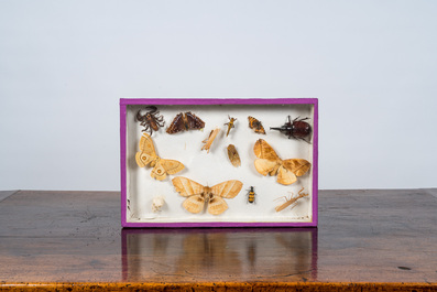 A collection of insects and butterflies mounted in wall display cases, 20th C.