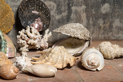 Belle collection de coquillages et de trouvailles marines, origines diverses