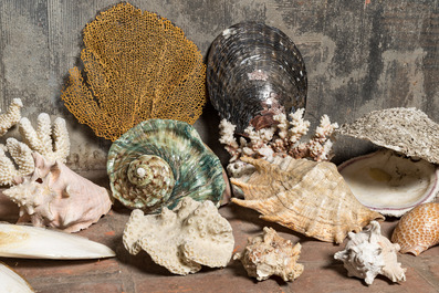 Een fraaie collectie schelpen en zeevondsten, diverse herkomst