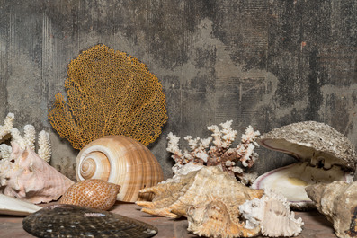Belle collection de coquillages et de trouvailles marines, origines diverses