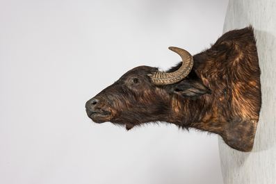 Un imposant troph&eacute;e de chasse d'un buffle d'eau, 20&egrave;me