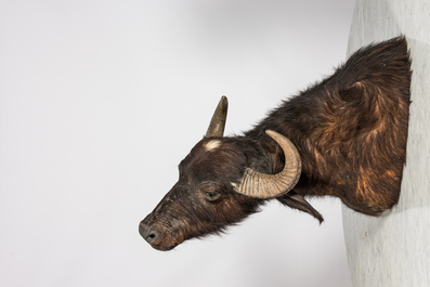 An imposing hunting trophy of a water buffalo, 20th C.