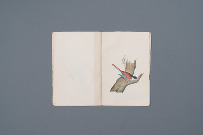 Album with 12 Indian bird paintings, 19th C.