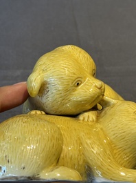 A Chinese monochrome yellow-glazed group of two playing dogs, 19th C.