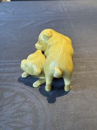 A Chinese monochrome yellow-glazed group of two playing dogs, 19th C.