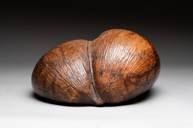 A coco de mer or sea coconut (Lodoicea maldivica), Seychelles