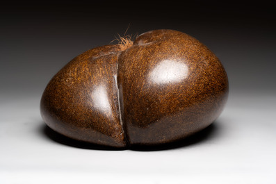 A coco de mer or sea coconut (Lodoicea maldivica), polished, Seychelles