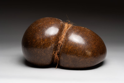 A coco de mer or sea coconut (Lodoicea maldivica), polished, Seychelles